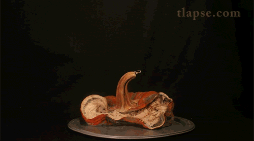 14 thước phim tua nhanh nh&igrave;n ch&oacute;ng mặt nhưng vẫn đ&atilde; mắt - Ảnh 1.