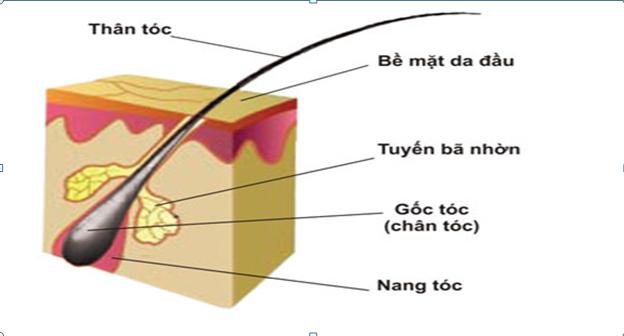 Quan niệm về tóc xoăn tự nhiên của nữ giới đôi khi khiến họ phải vất vả để tìm kiếm sản phẩm và phương pháp chăm sóc tóc tốt. Tuy nhiên, nếu biết cách chăm sóc tóc xoăn đúng cách, nó sẽ trở thành điểm nhấn và tạo nên nét đặc biệt cho nhan sắc. Hãy tham khảo những hình ảnh liên quan để tìm kiếm lời khuyên hữu ích.