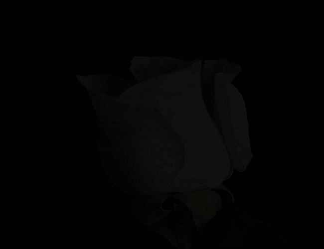 B&ocirc;ng hoa c&oacute; gi&aacute; h&agrave;ng trăm ngh&igrave;n n&agrave;y ho&aacute; ra c&oacute; thể tự l&agrave;m chỉ từ v&agrave;i nguy&ecirc;n liệu rẻ tiền - Ảnh 6.