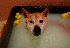 Chân dung 14 chú chó dũng cảm chẳng biết sợ tắm là gì - Ảnh 3.