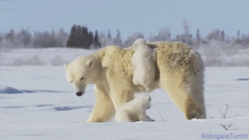 Sự thật không thể ngờ về bộ lông của gấu Bắc cực mà đảm bảo 90% người được hỏi sẽ trả lời sai - Ảnh 2.