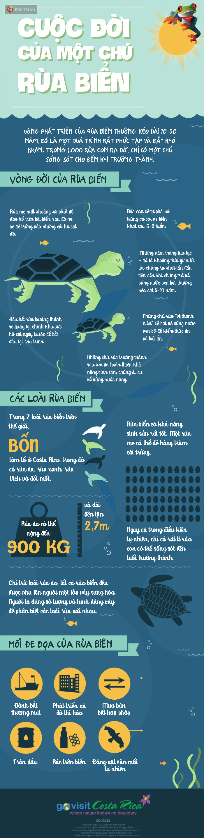 Một chú rùa biển có thể nặng ngang 1 chiếc xe hơi và sự thật bất ngờ về ...