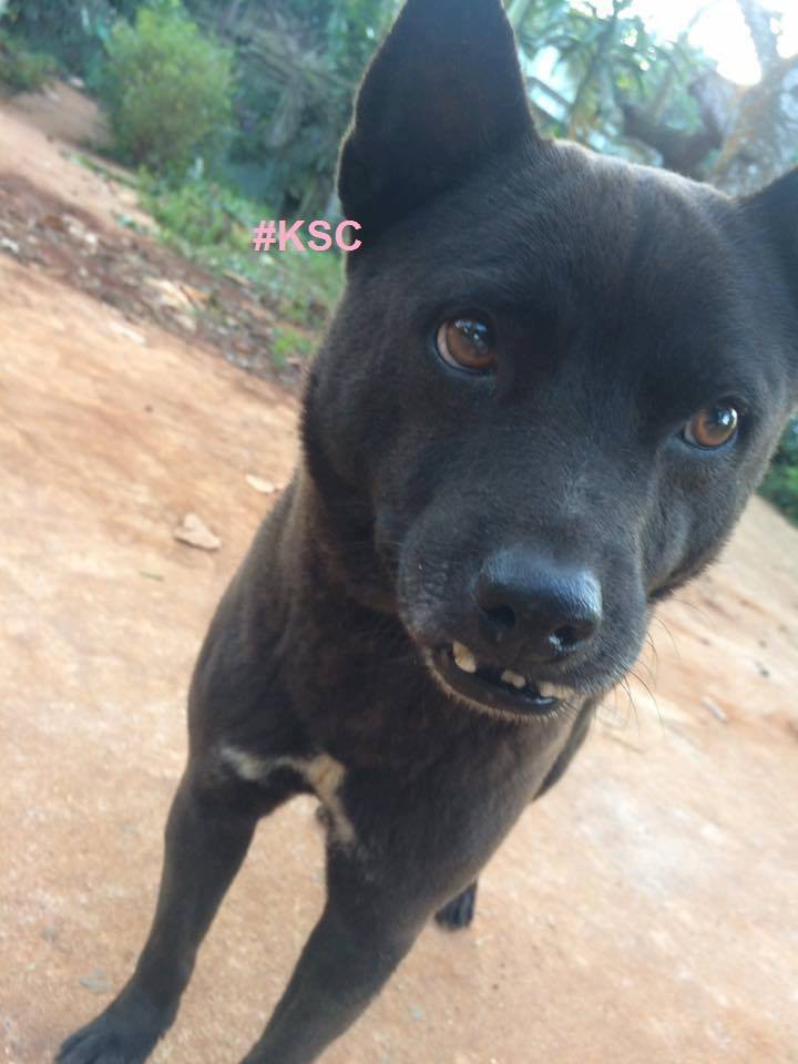 Cư d&acirc;n mạng lại ph&aacute;t sốt với ch&oacute; xấu, lần n&agrave;y l&agrave; ch&uacute; c&uacute;n răng vẩu đủ cả 4 hướng - Ảnh 1.