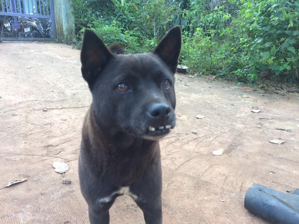 Cư d&acirc;n mạng lại ph&aacute;t sốt với ch&oacute; xấu, lần n&agrave;y l&agrave; ch&uacute; c&uacute;n răng vẩu đủ cả 4 hướng - Ảnh 3.