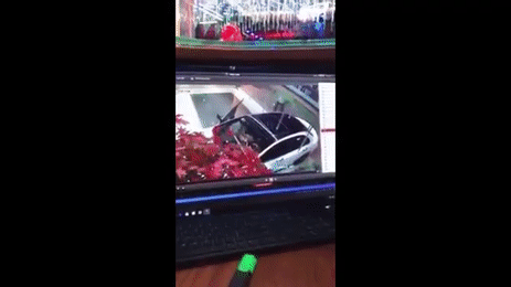 Đi xe sang vào quán karaoke hát, lúc về lỡ tay cầm nhầm chậu hoa - Ảnh 2.