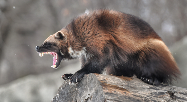 Wolverine không phải là sói, mà là loài vật vượt trên cả sói - Ảnh 2.