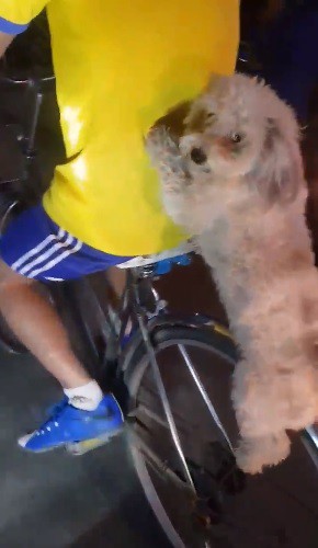 Clip: Nam thanh niên cho chó ngồi lơ lửng trên vành xe đạp rồi đi lượn phố gây tranh cãi lớn - Ảnh 2.
