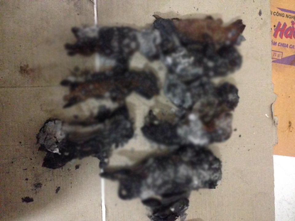 Chủ quên không tắt máy sưởi, đàn chó Poodle 8 con bị chết cháy - Ảnh 2.