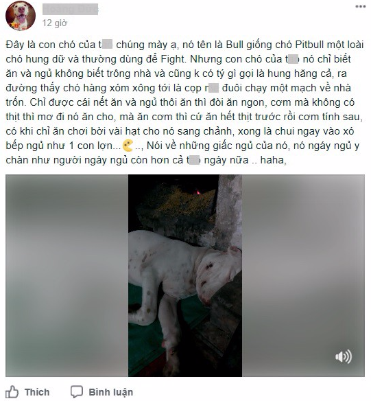 Clip: Chú chó Pit bull chỉ biết ăn với ngủ ngáy, không biết trông nhà và sợ tất cả chó hàng xóm - Ảnh 1.