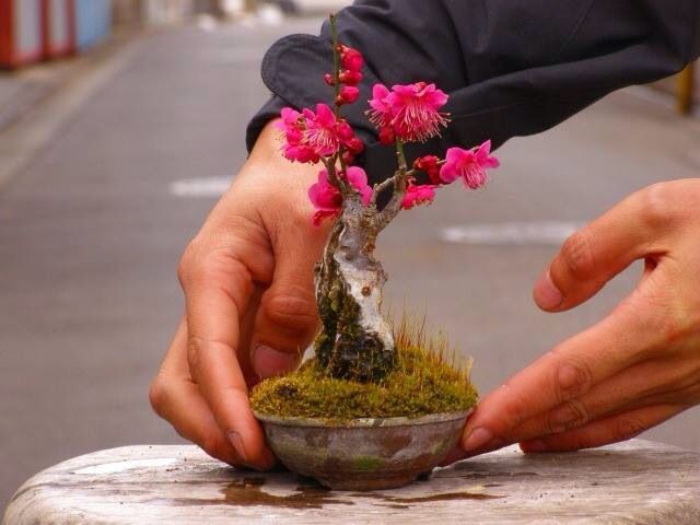 Ngất Ngây Với 15 Chậu Hoa Bonsai Mini Siêu Đẹp Để Trang Trí Nhà Dịp Tết