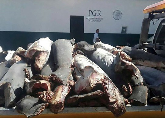 Mexico: Phát hiện 300 xác cá mập chất đống dọc đường - Ảnh 2.
