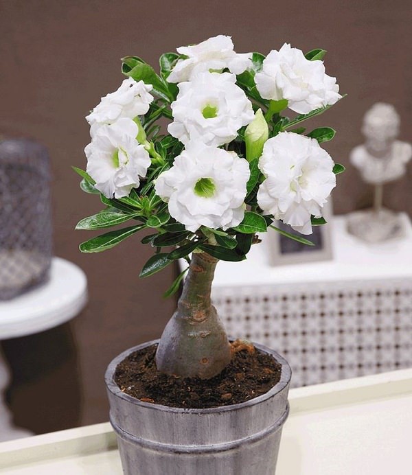 Ngất ngây với 15 chậu hoa bonsai mini siêu đẹp để trang trí nhà ...