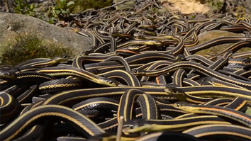 Mỗi năm một lần, 75.000 con rắn lại quấn quít với nhau trong không gian chỉ bằng một chiếc phòng khách suốt cả tuần - Ảnh 2.