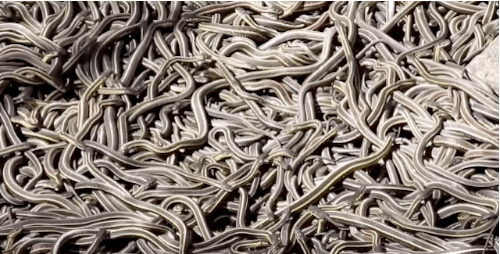 Mỗi năm một lần, 75.000 con rắn lại quấn quít với nhau trong không gian chỉ bằng một chiếc phòng khách suốt cả tuần - Ảnh 3.