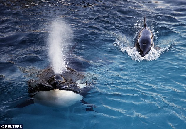 Con cá voi BIẾT NÓI TIẾNG NGƯỜI đầu tiên trong lịch sử nhân loại: Wikie - Ảnh 2.