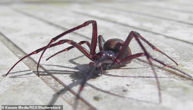 7 trường học tại Anh phải đóng cửa vì bị nhện góa phụ giả dạng tấn công - chúng nguy hiểm ra sao? - Ảnh 2.