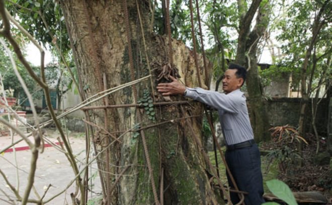 Đại gia bỏ 20,5 tỷ mua gỗ sưa ở Hà Nội: Sau 8 năm, gỗ bán hết còn tiền vẫn bị phong tỏa - Ảnh 1.