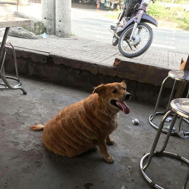 Bản tin thời trang boss: ''Ruộng bậc th…