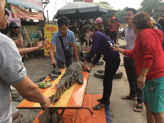 Cột chặt miệng, trói vặn 4 chân cá sấu rồi kích điện: Cảnh tượng đó tôi thấy mà ghê người - Ảnh 2.