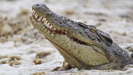 Úc: Đang đi câu cá, người phụ nữ bị cá sấu tha đi - Ảnh 1.