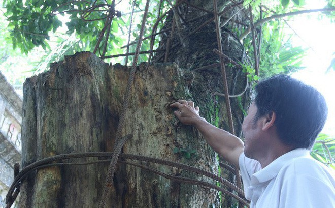 Kỳ &aacute;n gỗ sưa Chương Mỹ: Đại gia chi 20,5 tỷ đồng mua gỗ đi&ecirc;u đứng, phải b&aacute;n nh&agrave;, b&aacute;n đất - Ảnh 1.