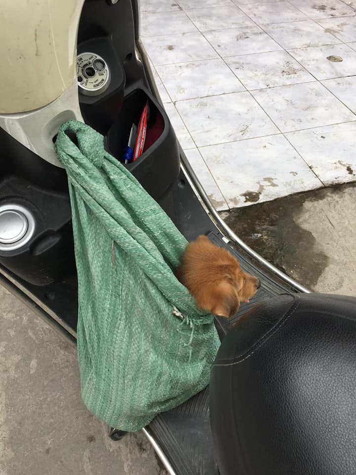 Cụ bà nhiều tuổi mắc bệnh nên phải bán chó con, cho người khác nuôi chó mẹ vì không nuôi nổi - Ảnh 5. Cụ bà nhiều tuổi mắc bệnh nên phải bán chó con, cho người khác nuôi chó mẹ vì không nuôi nổi - Ảnh 5.