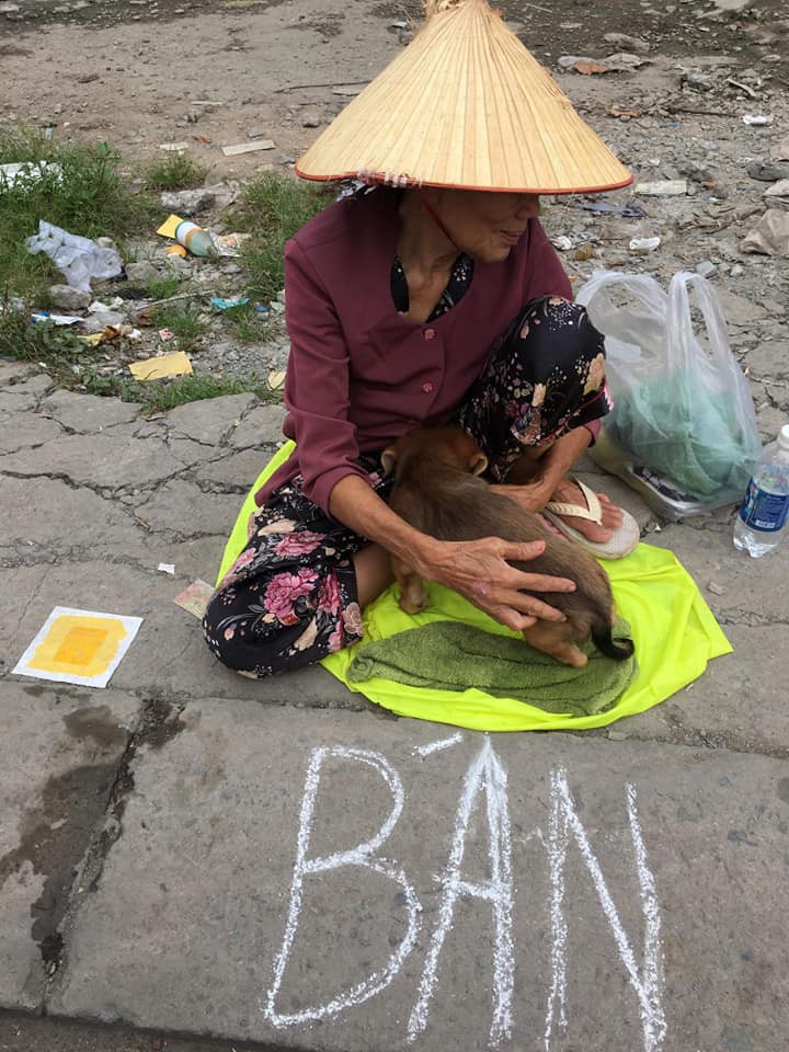 Cụ bà nhiều tuổi mắc bệnh nên phải bán chó con, cho người khác nuôi chó mẹ vì không nuôi nổi - Ảnh 1. Cụ bà nhiều tuổi mắc bệnh nên phải bán chó con, cho người khác nuôi chó mẹ vì không nuôi nổi - Ảnh 1.