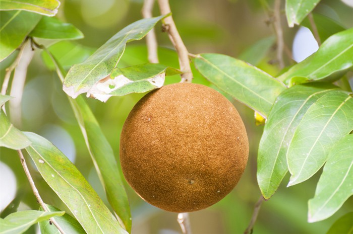 chaulmoogra-15397498537911669859081.jpg