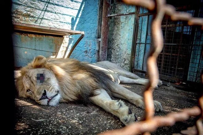 Khung cảnh bên trong “Sở thú địa ngục” tại Albania: Sư tử nằm thẫn thờ chờ chết, sói ốm yếu co ro - Ảnh 4.