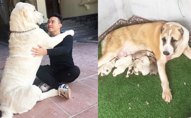 Chó bố nặng gần 90 kg và đàn chó con hiếm “gây sốt” mạng xã hội Việt - Ảnh 1.