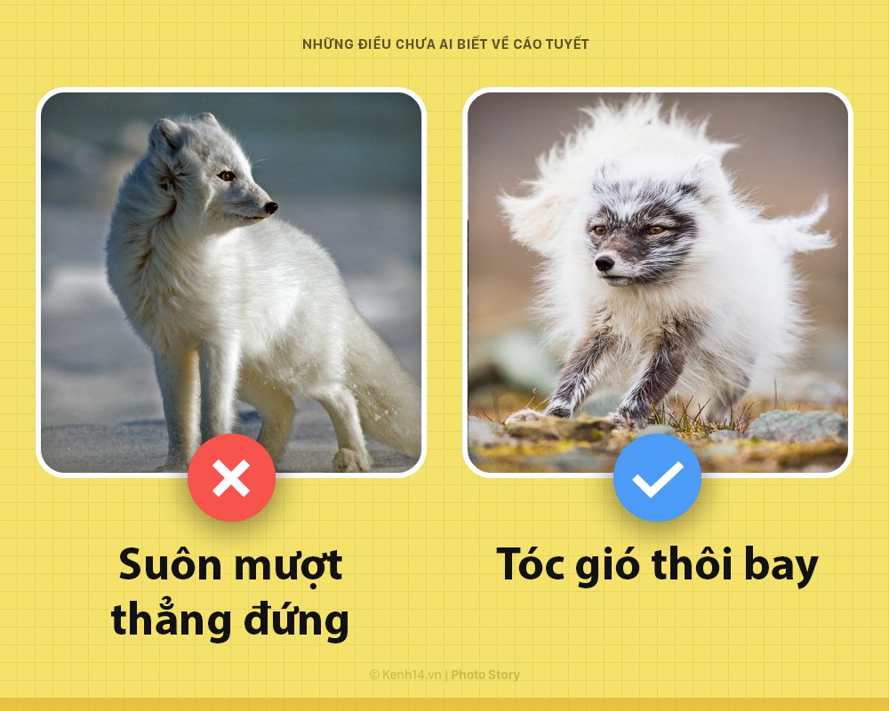 Các ông à! Tôi là một con cáo tuyết, và đảm bảo rằng tôi xịn hơn cái lũ đã từng lên sóng nhiều - Ảnh 4. Các ông à! Tôi là một con cáo tuyết, và đảm bảo rằng tôi xịn hơn cái lũ đã từng lên sóng nhiều - Ảnh 4.