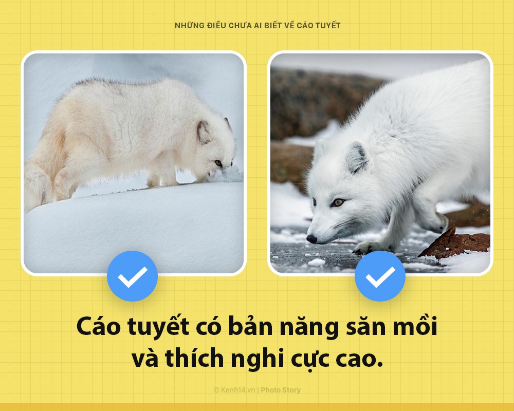 Các ông à! Tôi là một con cáo tuyết, và đảm bảo rằng tôi xịn hơn cái lũ đã từng lên sóng nhiều - Ảnh 7. Các ông à! Tôi là một con cáo tuyết, và đảm bảo rằng tôi xịn hơn cái lũ đã từng lên sóng nhiều - Ảnh 7.