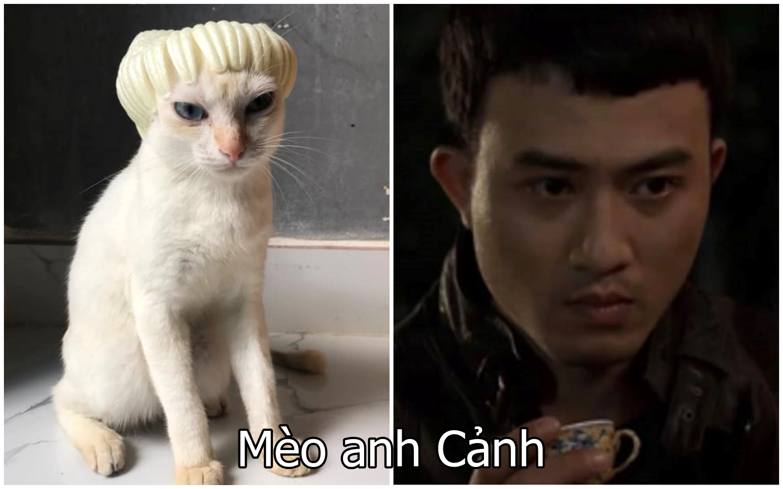 Xuất hiện boss mèo có biệt tài diễn xuất, hóa thân thành 12 nhân vật ...