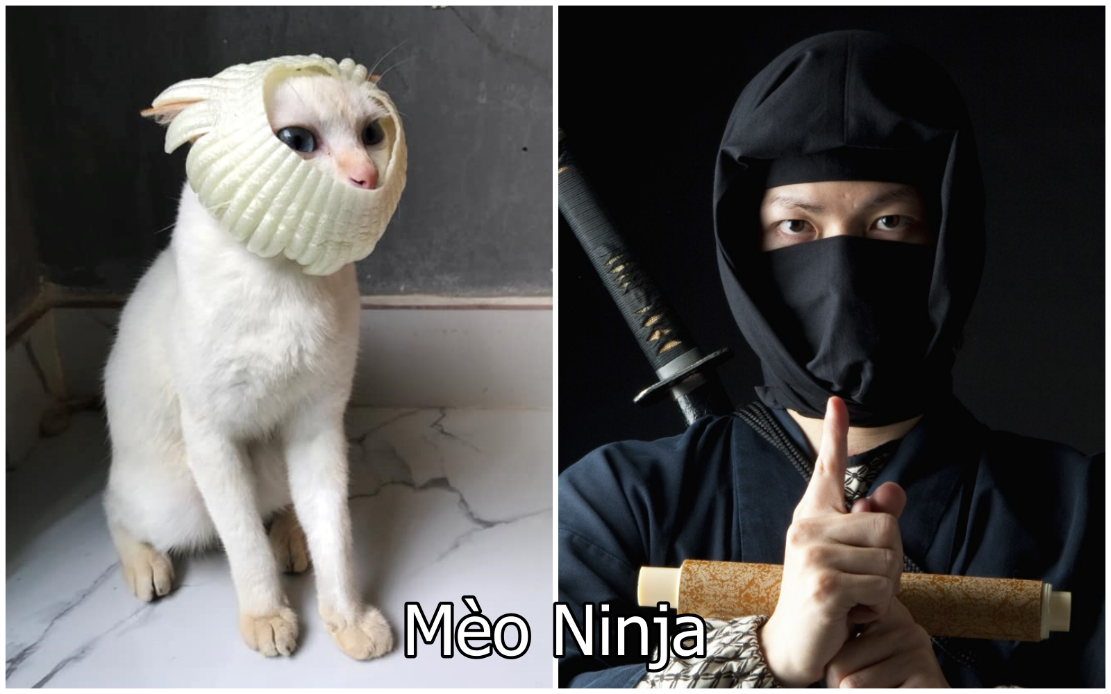Xuất hiện boss mèo có biệt tài diễn xuất, hóa thân thành 12 nhân vật ...