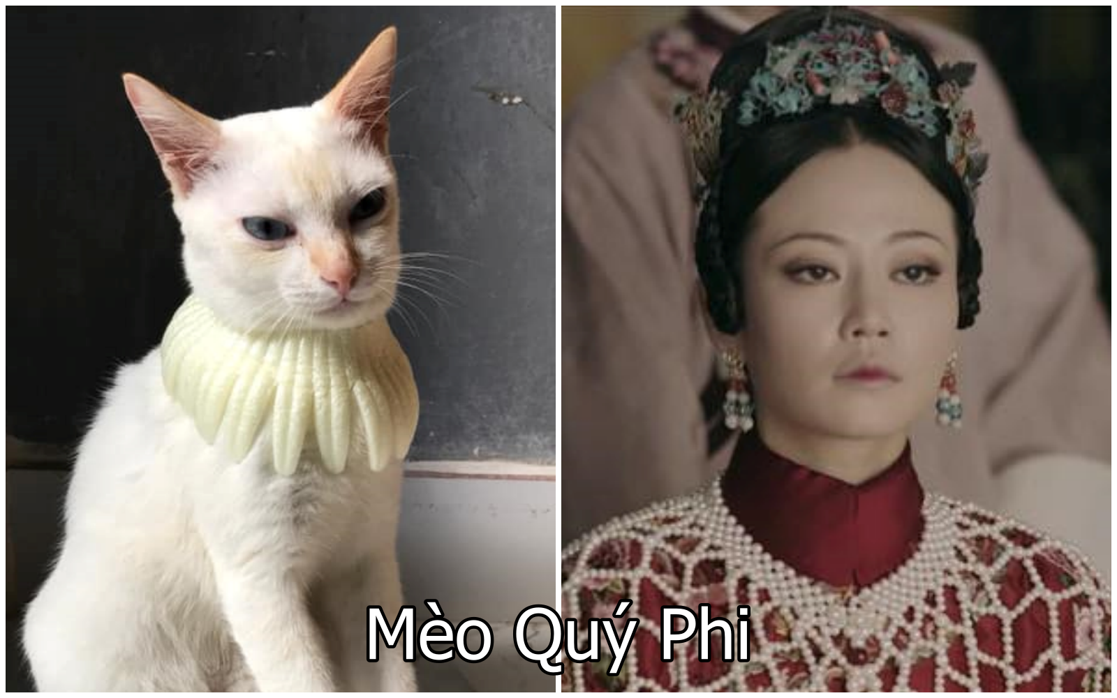 Xuất hiện boss mèo có biệt tài diễn xuất, hóa thân thành 12 nhân vật ...