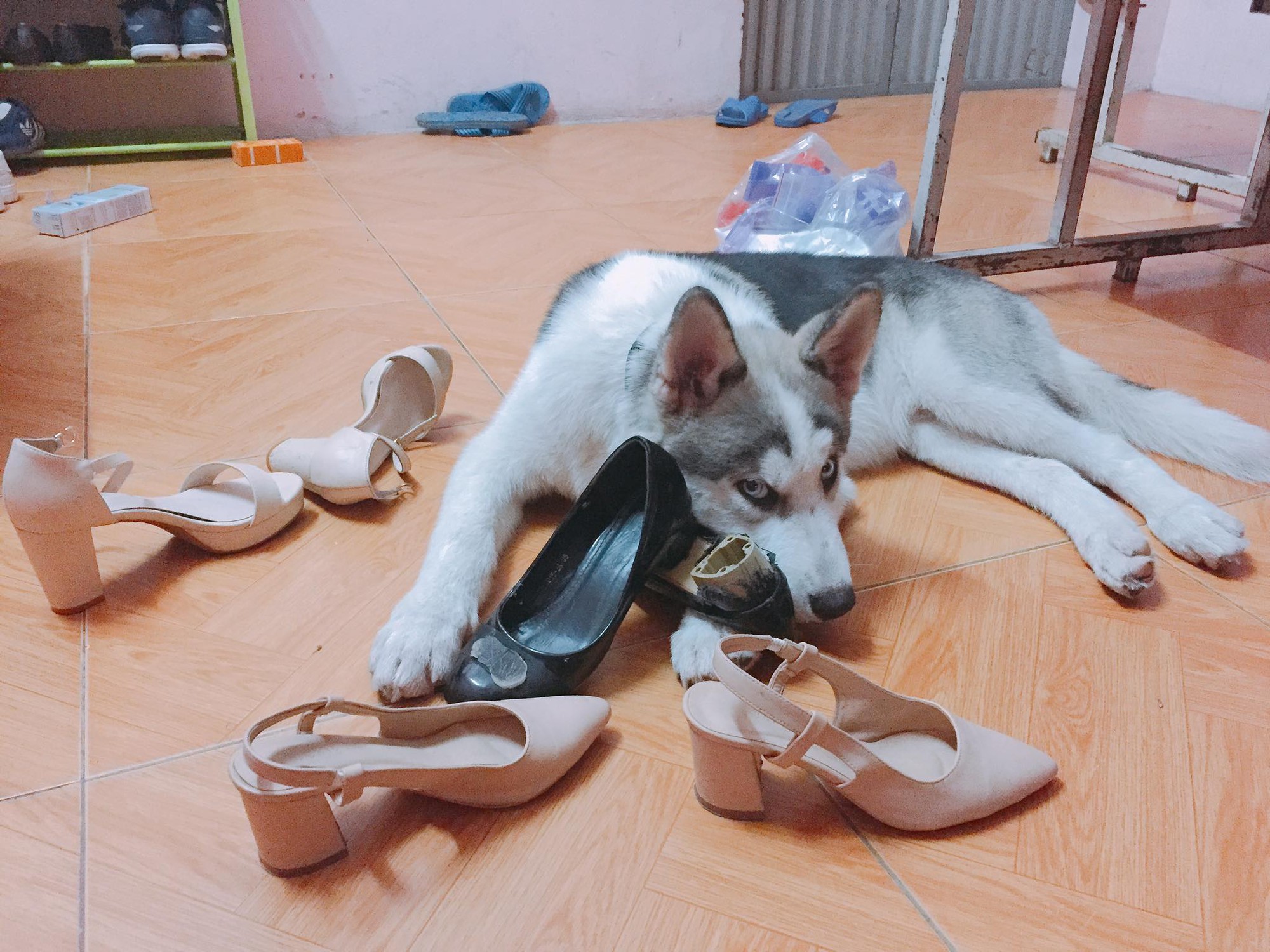 Cơn ác mộng mang tên nuôi boss ngáo: Hứng lên là phá tan tành nhà cửa không cần biết đúng sai - Ảnh 5. Cơn ác mộng mang tên nuôi boss ngáo: Hứng lên là phá tan tành nhà cửa không cần biết đúng sai - Ảnh 5.