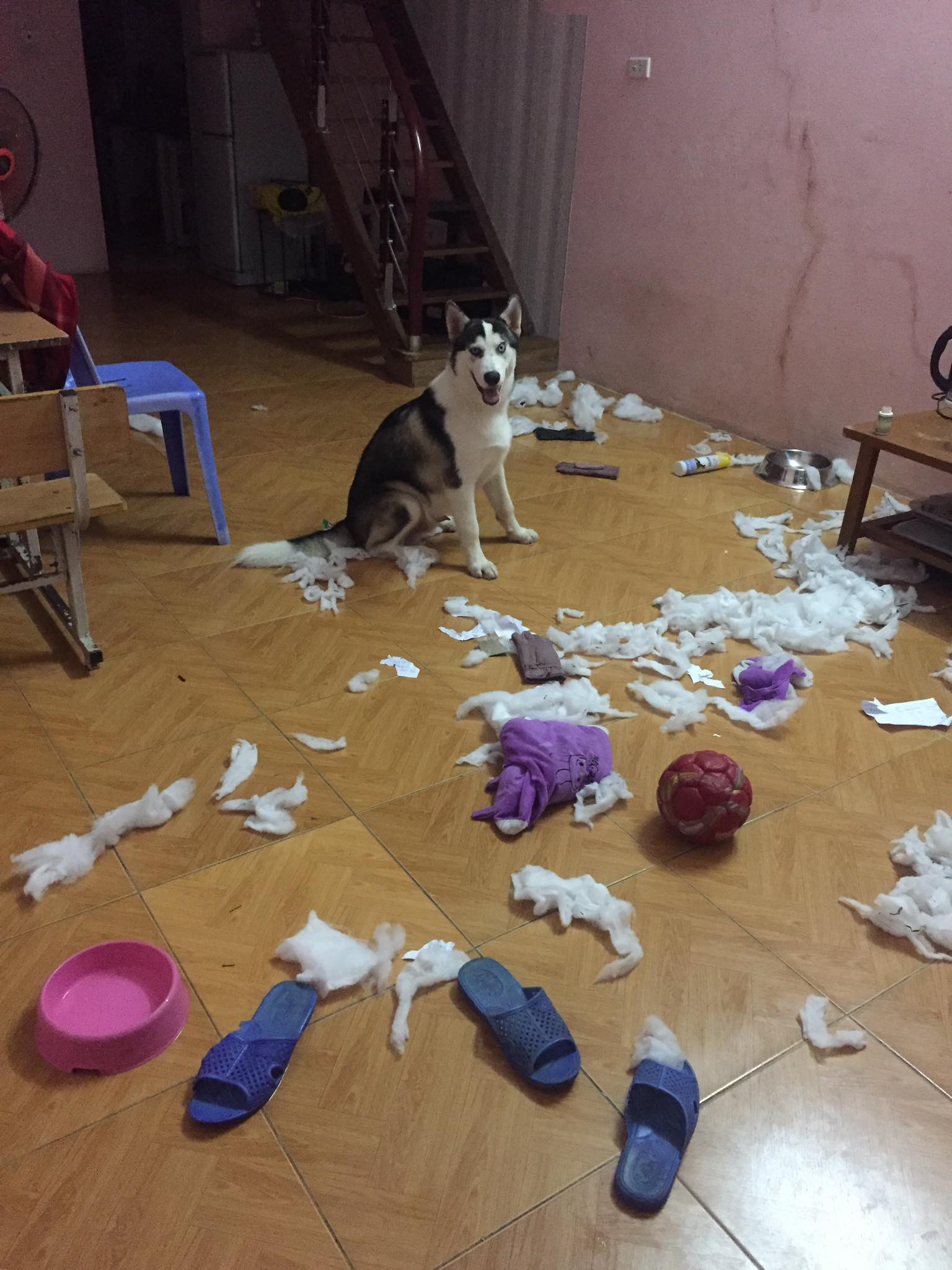 Cơn ác mộng mang tên nuôi boss ngáo: Hứng lên là phá tan tành nhà cửa không cần biết đúng sai - Ảnh 2. Cơn ác mộng mang tên nuôi boss ngáo: Hứng lên là phá tan tành nhà cửa không cần biết đúng sai - Ảnh 2.