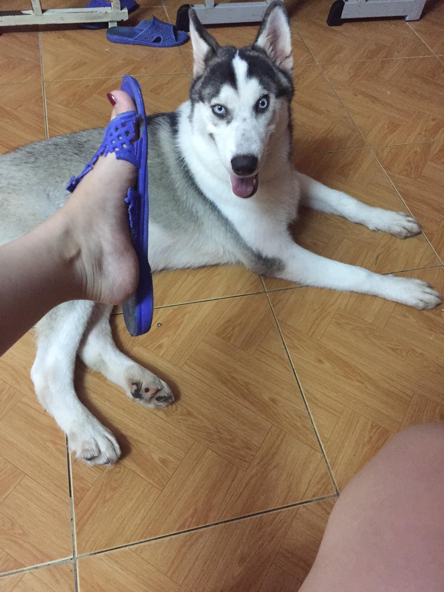 Cơn ác mộng mang tên nuôi boss ngáo: Hứng lên là phá tan tành nhà cửa không cần biết đúng sai - Ảnh 4. Cơn ác mộng mang tên nuôi boss ngáo: Hứng lên là phá tan tành nhà cửa không cần biết đúng sai - Ảnh 4.