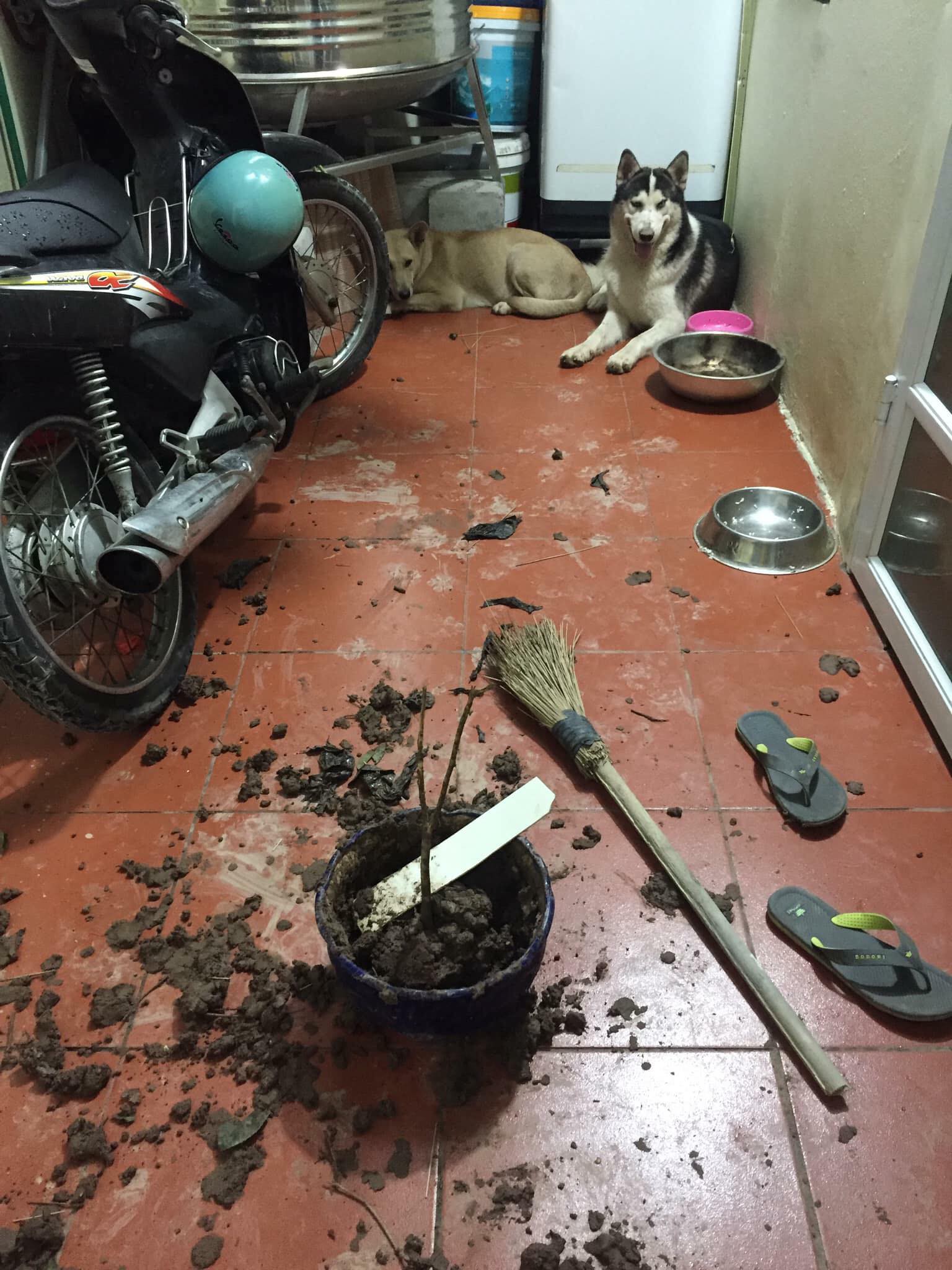 Cơn ác mộng mang tên nuôi boss ngáo: Hứng lên là phá tan tành nhà cửa không cần biết đúng sai - Ảnh 1. Cơn ác mộng mang tên nuôi boss ngáo: Hứng lên là phá tan tành nhà cửa không cần biết đúng sai - Ảnh 1.