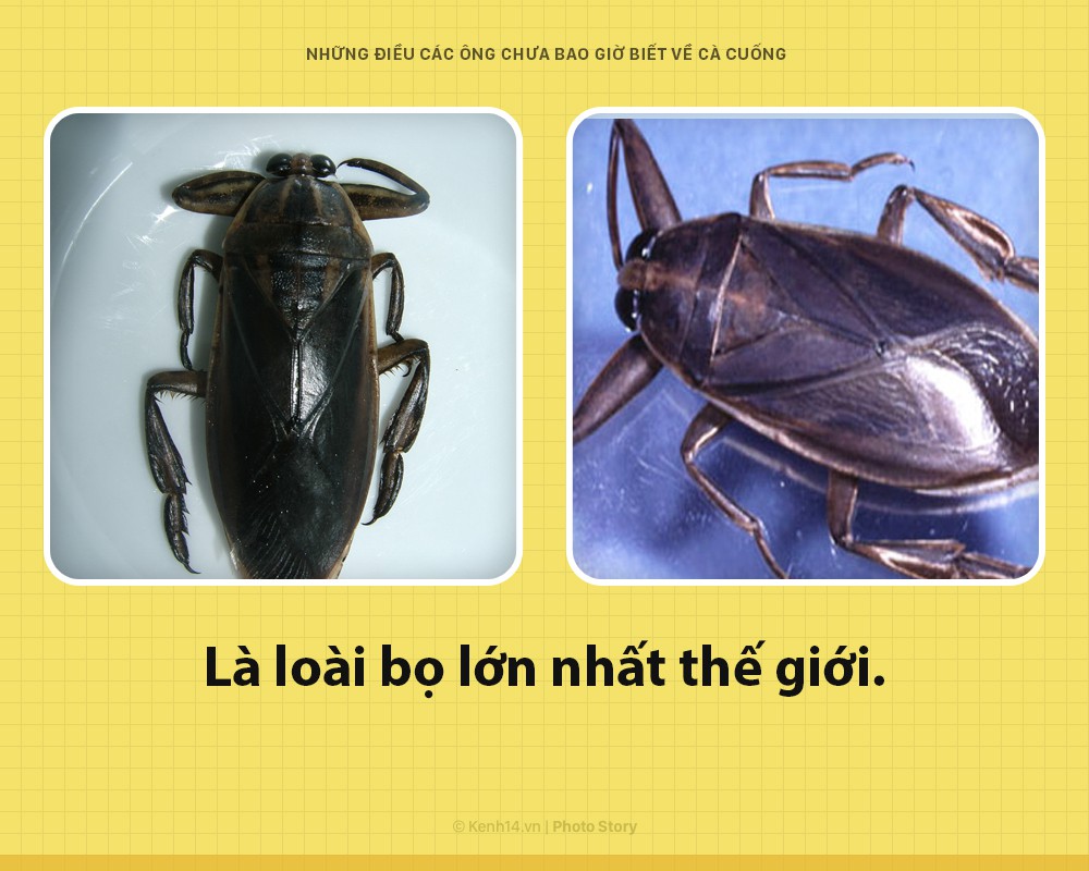 Xin chào! Tôi là cà cuống và đây là những khía cạnh các ông chưa bao giờ biết về tôi - Ảnh 1. Xin chào! Tôi là cà cuống và đây là những khía cạnh các ông chưa bao giờ biết về tôi - Ảnh 1.