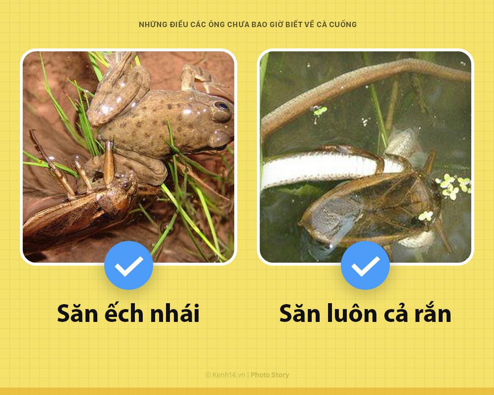 Xin chào! Tôi là cà cuống và đây là những khía cạnh các ông chưa bao giờ biết về tôi - Ảnh 2. Xin chào! Tôi là cà cuống và đây là những khía cạnh các ông chưa bao giờ biết về tôi - Ảnh 2.