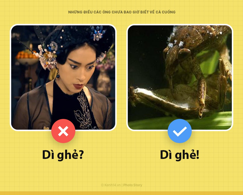 Xin chào! Tôi là cà cuống và đây là những khía cạnh các ông chưa bao giờ biết về tôi - Ảnh 3. Xin chào! Tôi là cà cuống và đây là những khía cạnh các ông chưa bao giờ biết về tôi - Ảnh 3.