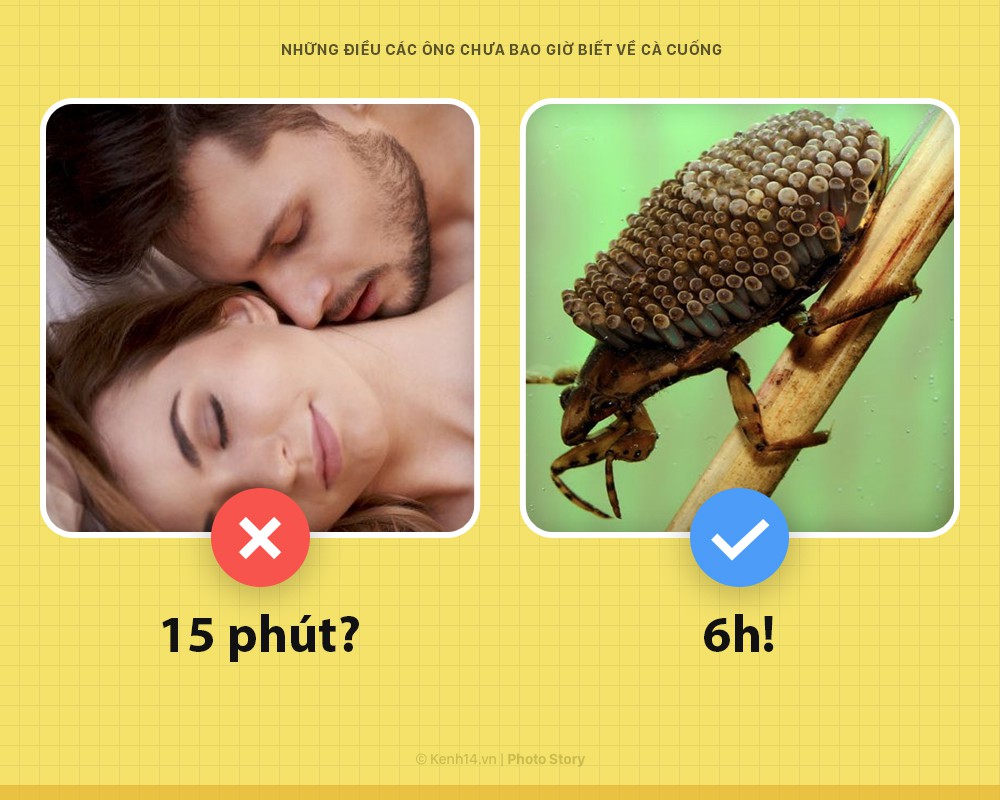 Xin chào! Tôi là cà cuống và đây là những khía cạnh các ông chưa bao giờ biết về tôi - Ảnh 4. Xin chào! Tôi là cà cuống và đây là những khía cạnh các ông chưa bao giờ biết về tôi - Ảnh 4.