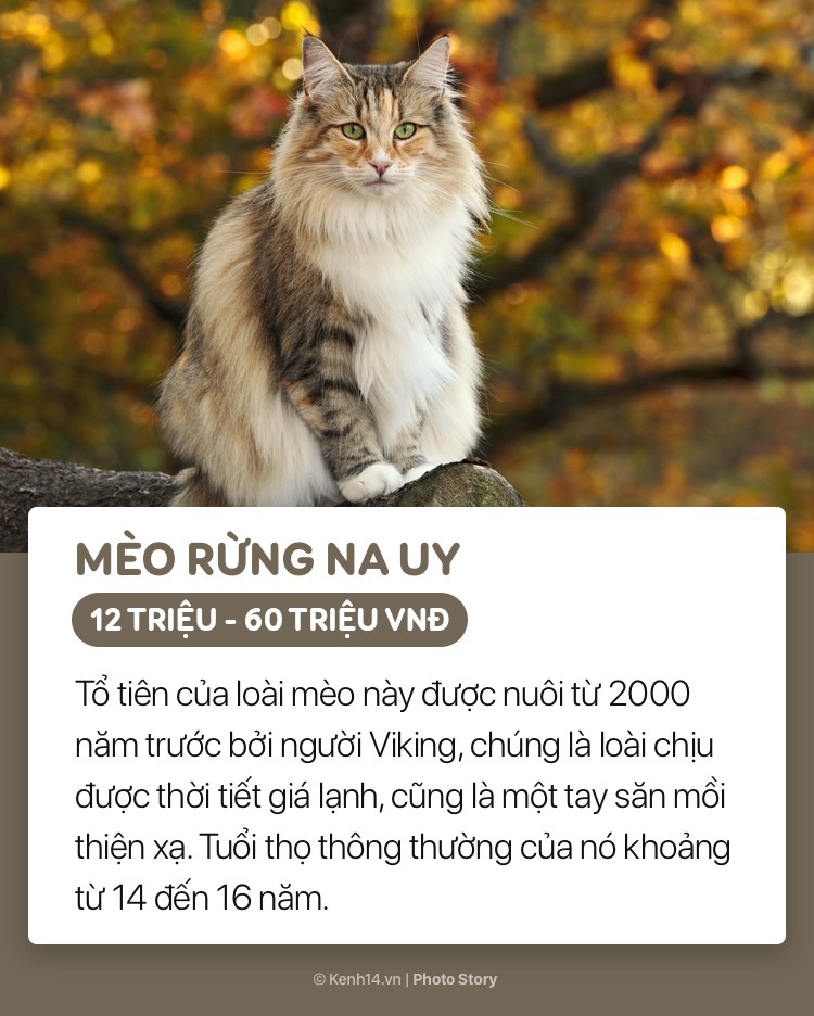 Những