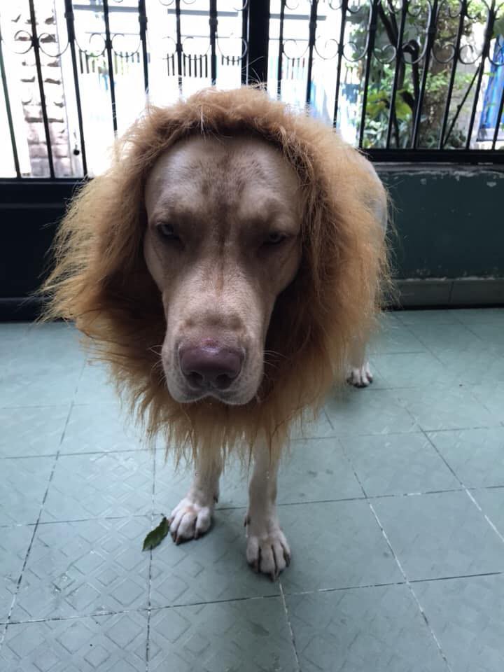 Nuôi chó to nhưng thấy chưa đủ dữ dằn? hãy biến nó thành một con sư tử như chú boss dưới đây - Ảnh 6. Nuôi chó to nhưng thấy chưa đủ dữ dằn? hãy biến nó thành một con sư tử như chú boss dưới đây - Ảnh 6.