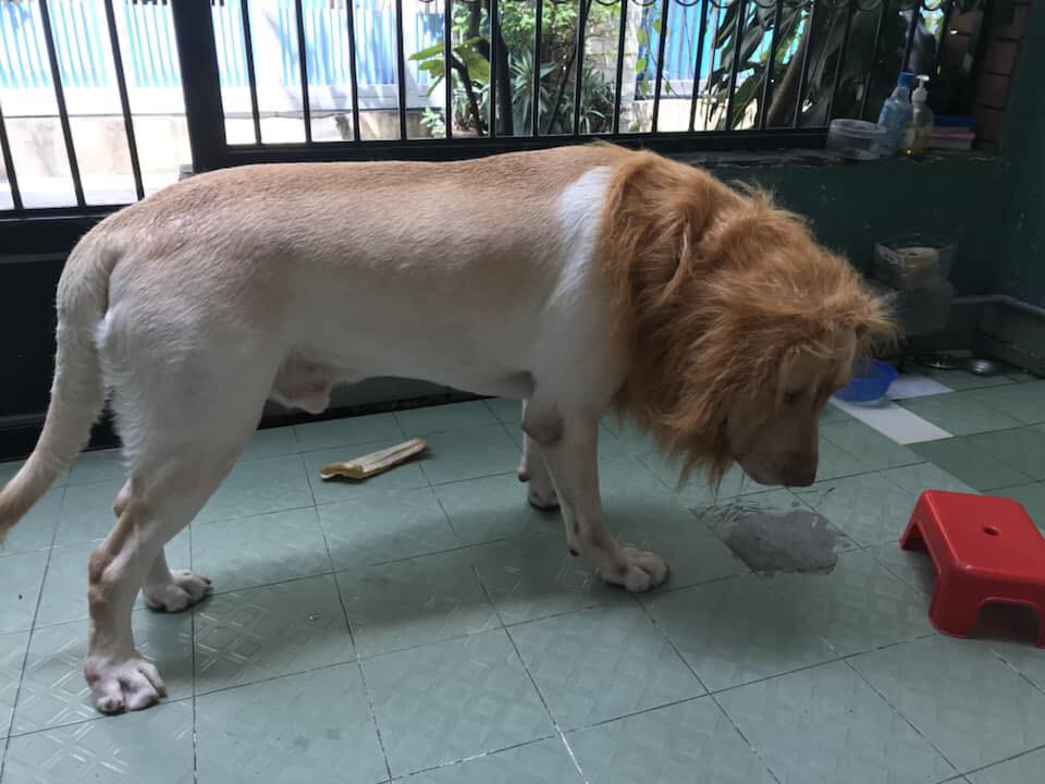 Nuôi chó to nhưng thấy chưa đủ dữ dằn? hãy biến nó thành một con sư tử như chú boss dưới đây - Ảnh 3. Nuôi chó to nhưng thấy chưa đủ dữ dằn? hãy biến nó thành một con sư tử như chú boss dưới đây - Ảnh 3.