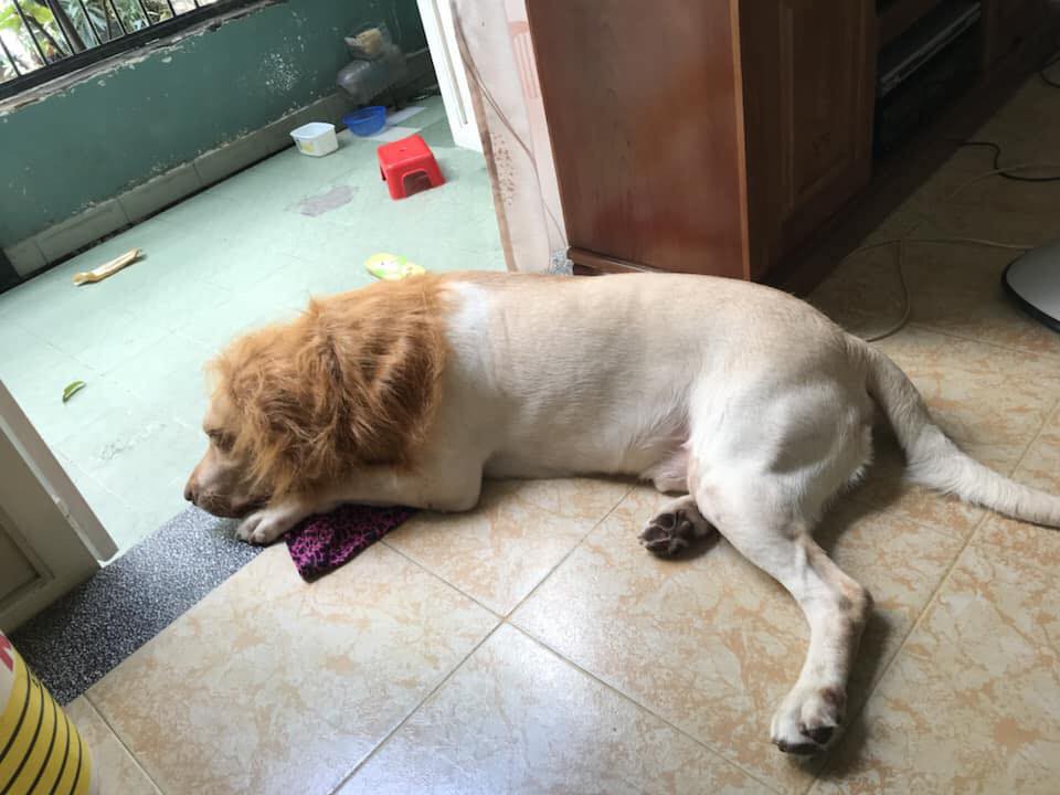 Nuôi chó to nhưng thấy chưa đủ dữ dằn? hãy biến nó thành một con sư tử như chú boss dưới đây - Ảnh 2. Nuôi chó to nhưng thấy chưa đủ dữ dằn? hãy biến nó thành một con sư tử như chú boss dưới đây - Ảnh 2.