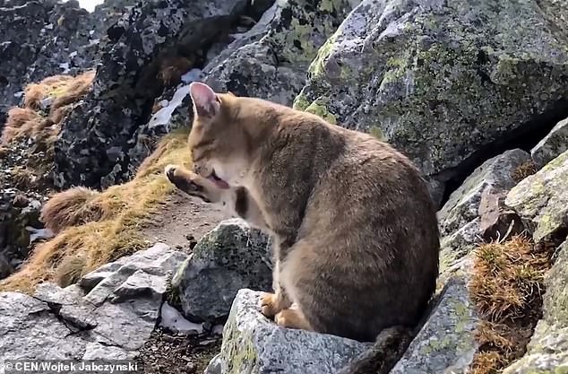 Đẳng cấp hoàng thượng: boss mèo dùng khinh công thượng lên đỉnh núi cao nhất Ba Lan khiến cư dân mạng bái phục - Ảnh 2.