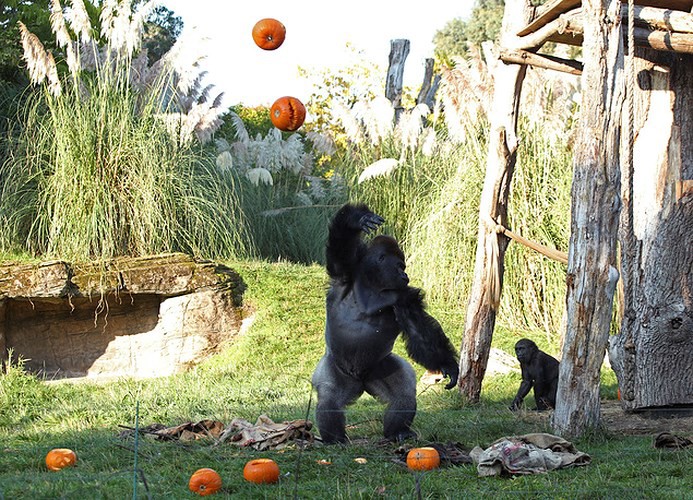 Ảnh: Bữa tiệc Halloween sớm tại sở thú London (Anh) - Ảnh 3. Ảnh: Bữa tiệc Halloween sớm tại sở thú London (Anh) - Ảnh 3.