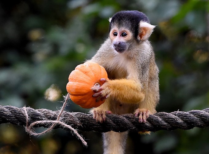 Ảnh: Bữa tiệc Halloween sớm tại sở thú London (Anh) - Ảnh 6. Ảnh: Bữa tiệc Halloween sớm tại sở thú London (Anh) - Ảnh 6.